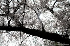 2023-03-Japan-03