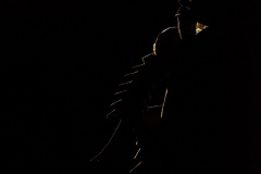 2016_04_cockroach_04